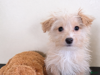 Morkie dogs Coco - Ad 19