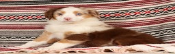 Australian Shepherd dogs for sale: Goldie - Ad 8