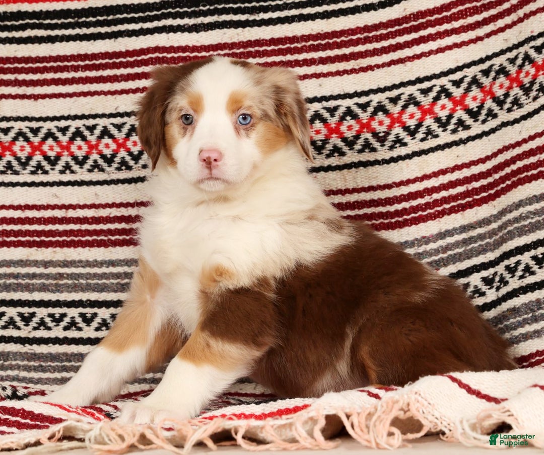 Australian Shepherd dogs for sale: Goldie - Ad 8