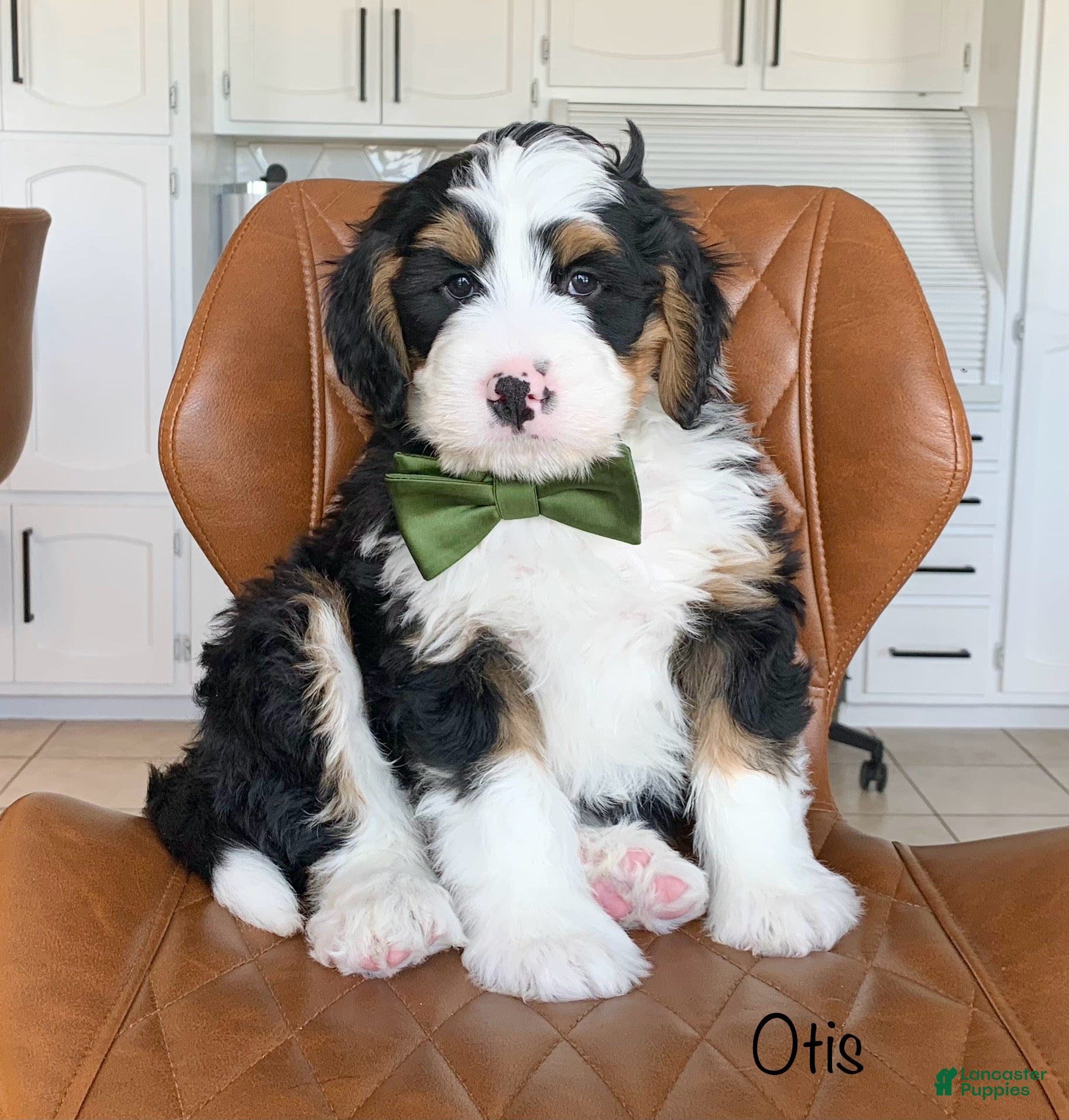 Bernedoodle dogs Otis - Ad 1