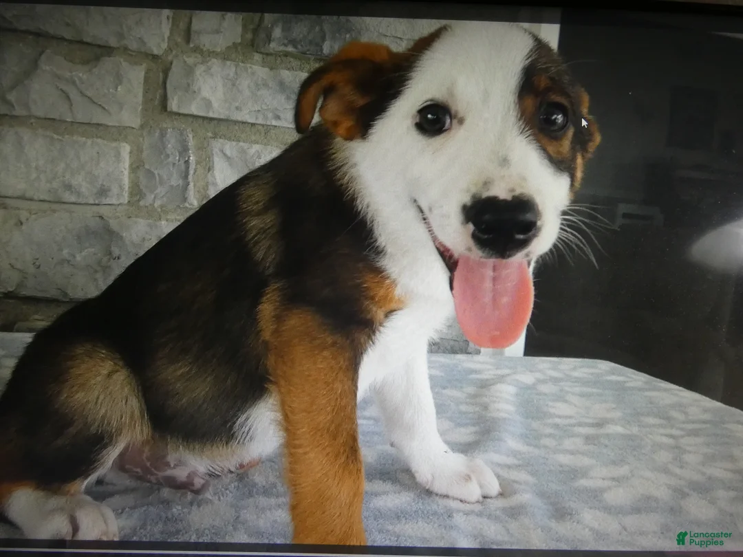 Mixed Breed dogs for sale: Mixed Breed 2 Tiger - Ad 5