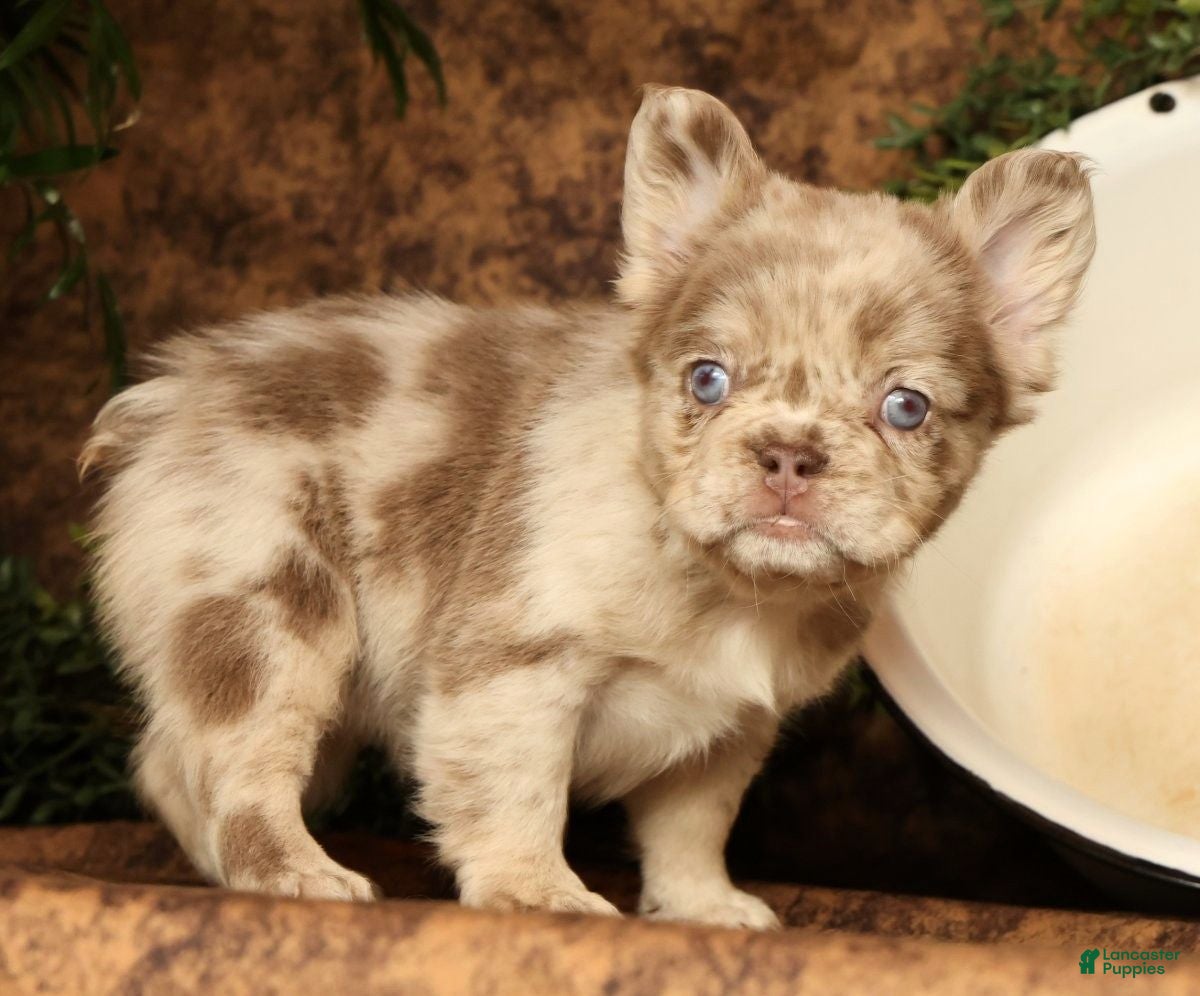 French Bulldog dogs for sale: Leo - Ad 20