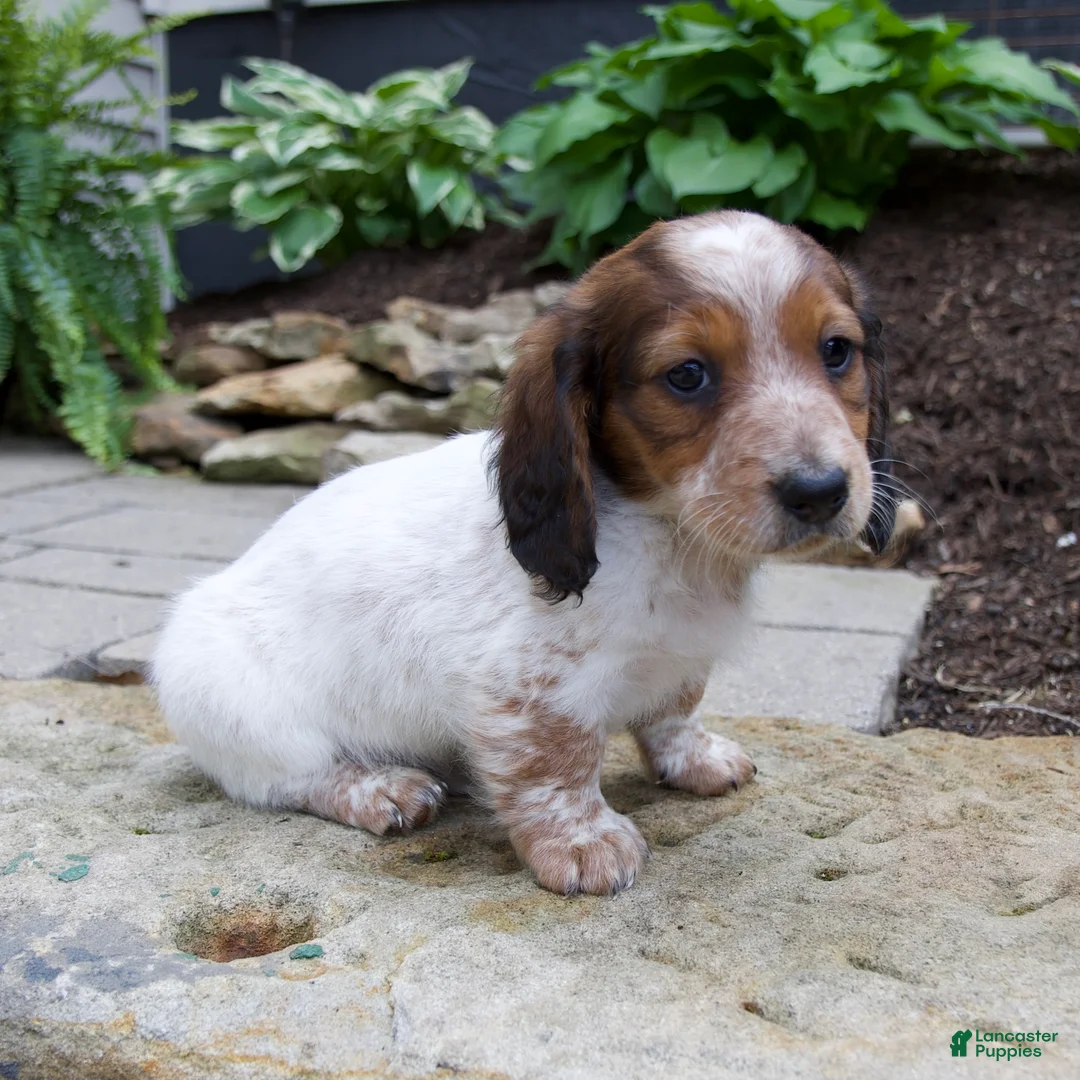 Miniature Dachshund dogs for sale: Gus - Ad 2