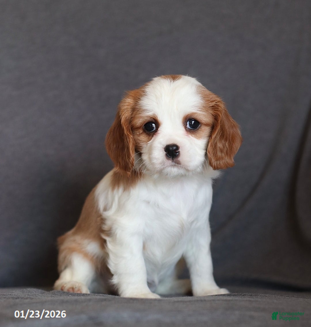 Cavalier King Charles Spaniel dogs for sale: Ivy - Ad 1