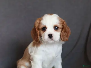 Cavalier King Charles Spaniel dogs Ivy - Ad 12