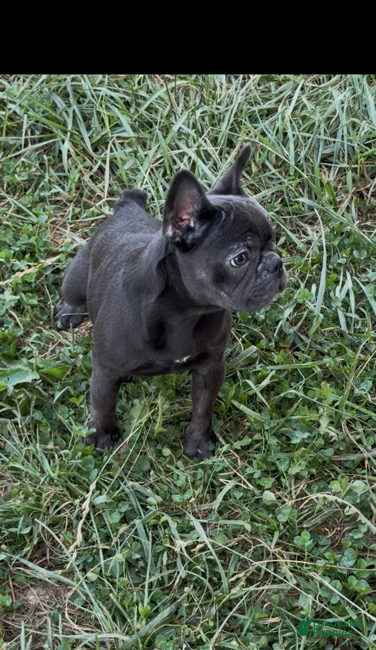 French Bulldog dogs Sia - Ad 1