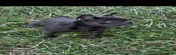French Bulldog dogs for sale: Sia - Ad 1