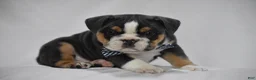 Beabull dogs for sale: Banjo - Ad 3