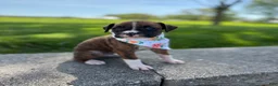 Boxer dogs for sale: Amber - Ad 1