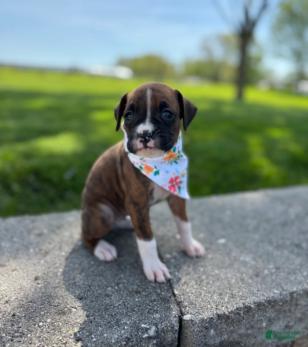 Boxer dogs for sale: Amber - Ad 1
