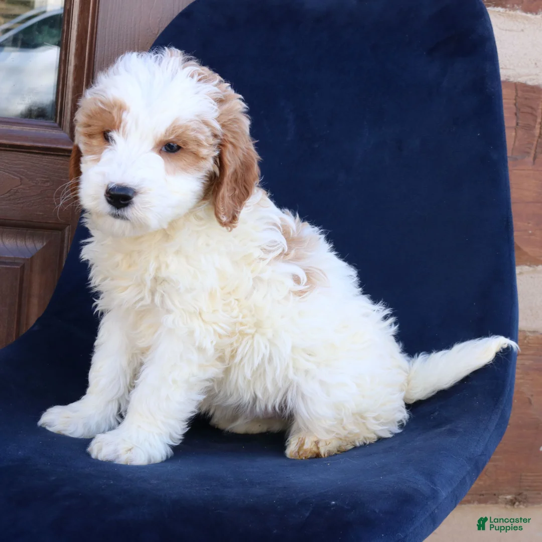 Mini Goldendoodle dogs for sale: Everett  - Ad 3