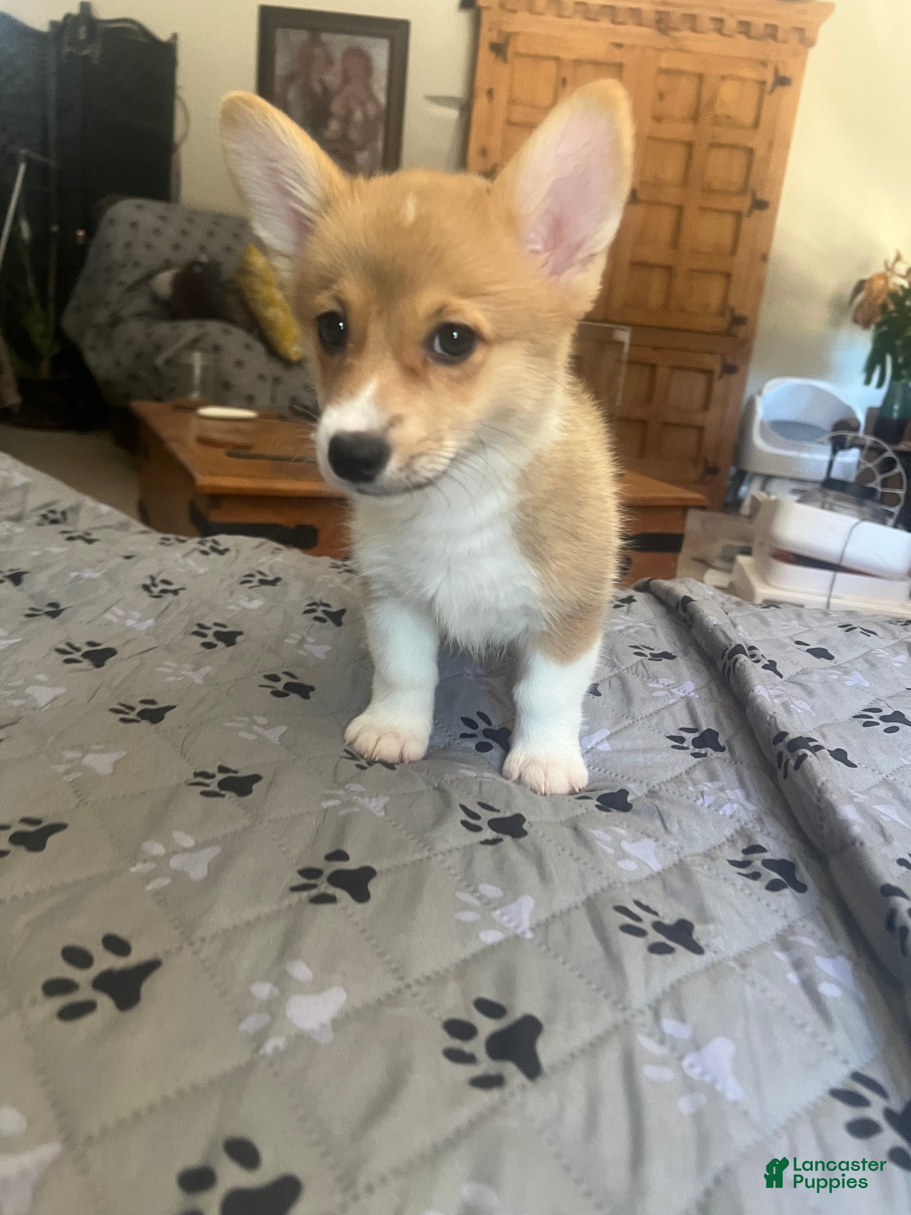 Welsh Corgi Pembroke dogs Welsh Corgi Pembroke Puppy 5 - Ad 2