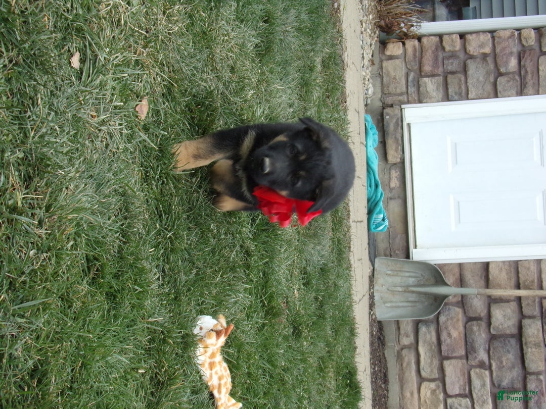 German Shepherd dogs for sale: Yellow Collar - Ad 2