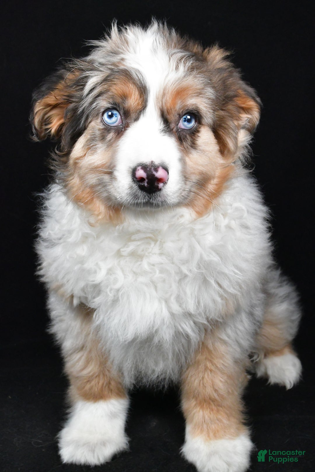 Australian Shepherd dogs for sale: Birley - Ad 2