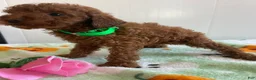 Miniature Poodle dogs for sale: Landon - Ad 3