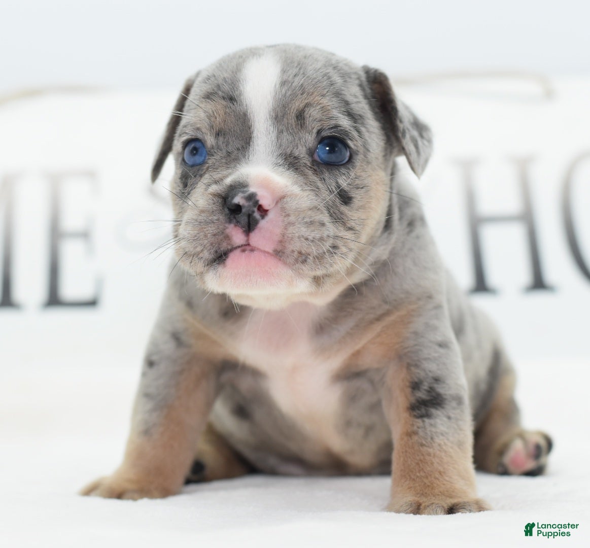 Mixed Breed dogs Lux  - Ad 1