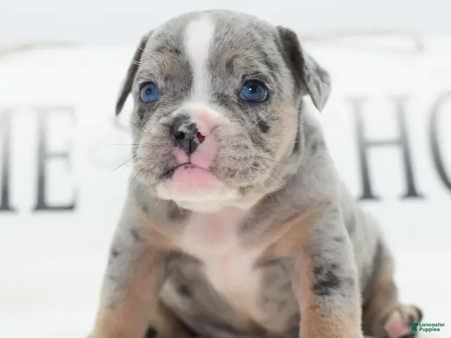 Mixed Breed dogs for sale: Lux - Ad 1