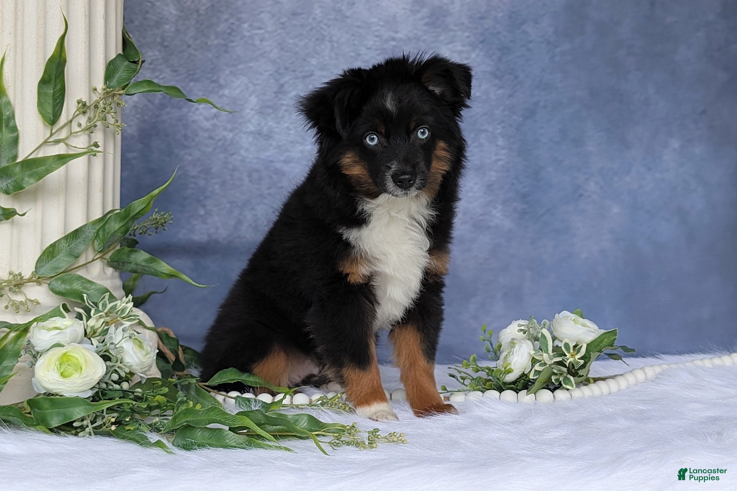 Toy Australian Shepherd dogs Banjo - Ad 2