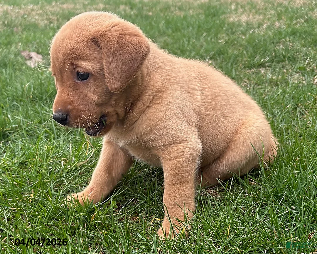 Labrador Retriever dogs for sale: Amber - Ad 2