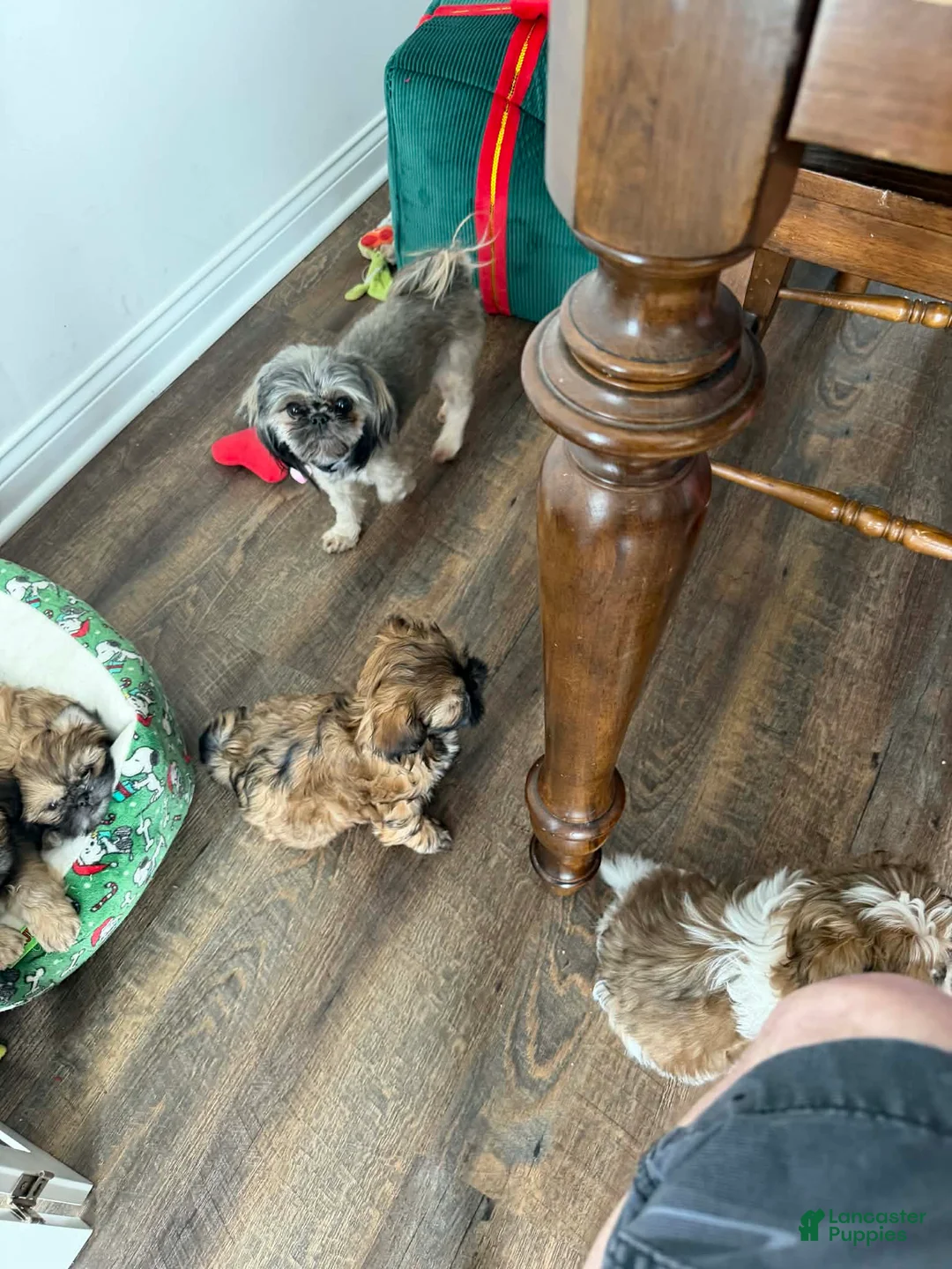 Shih Tzu dogs for sale: Dallas - Ad 15
