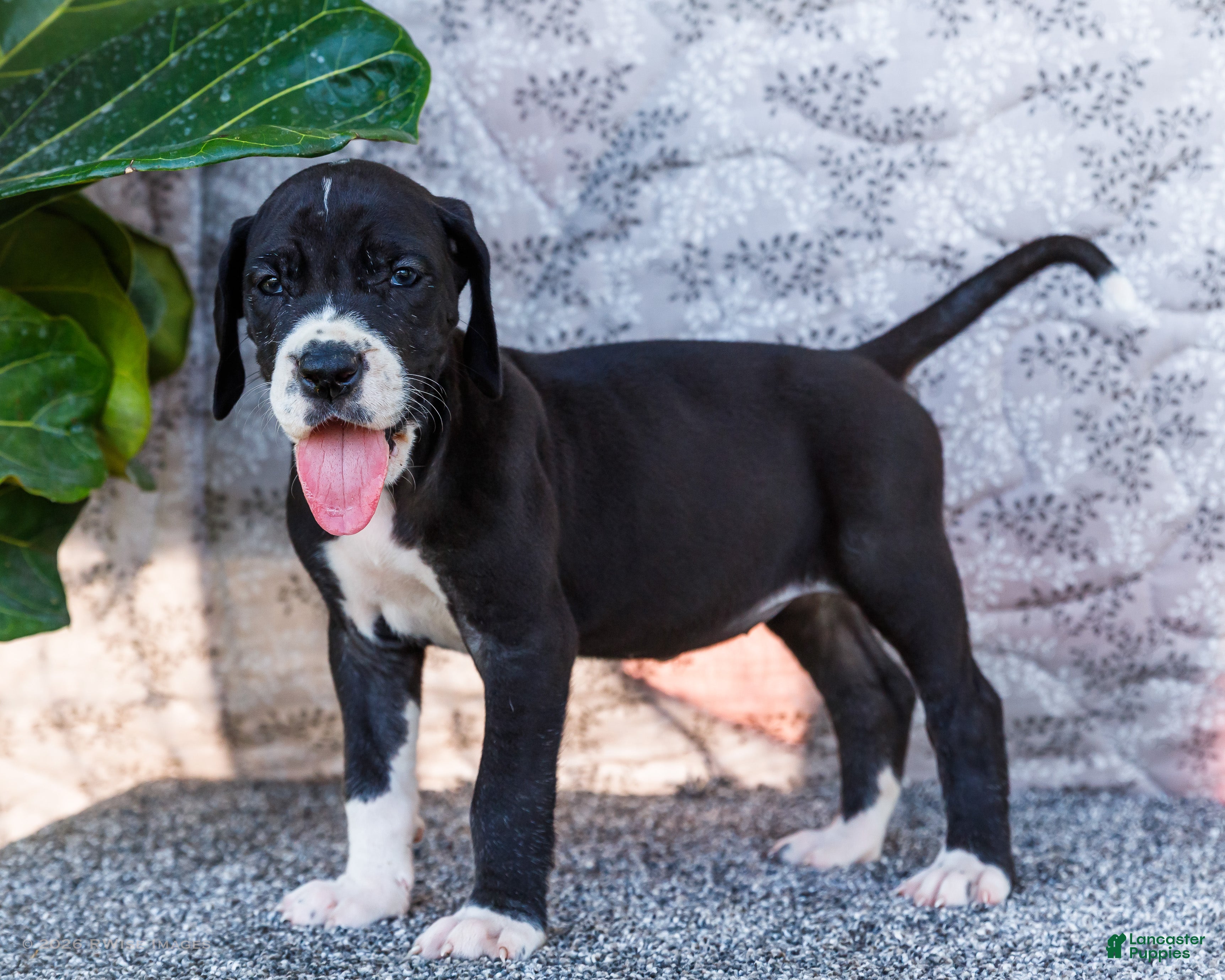 Great Dane dogs Fern - Ad 1