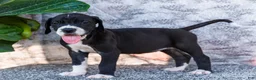 Great Dane dogs for sale: Fern - Ad 1