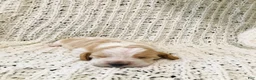 Basset Hound dogs for sale: Fern-female - Ad 3