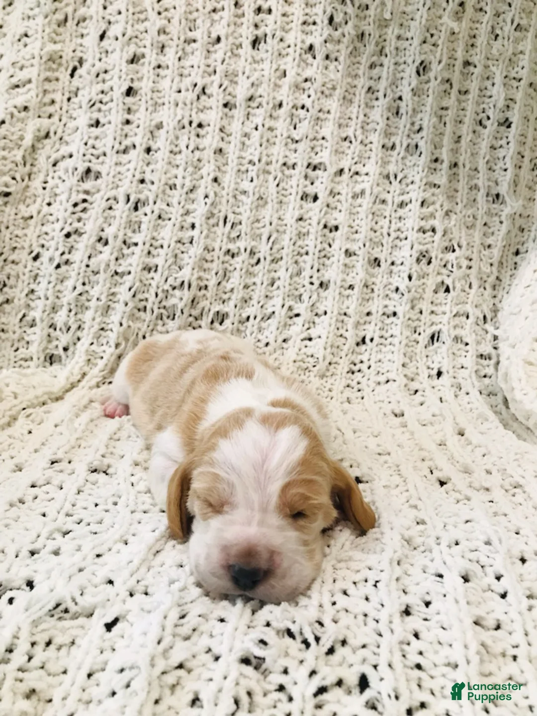 Basset Hound dogs for sale: Fern-female - Ad 3