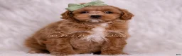Maltipoo dogs for sale: Jude - Ad 4