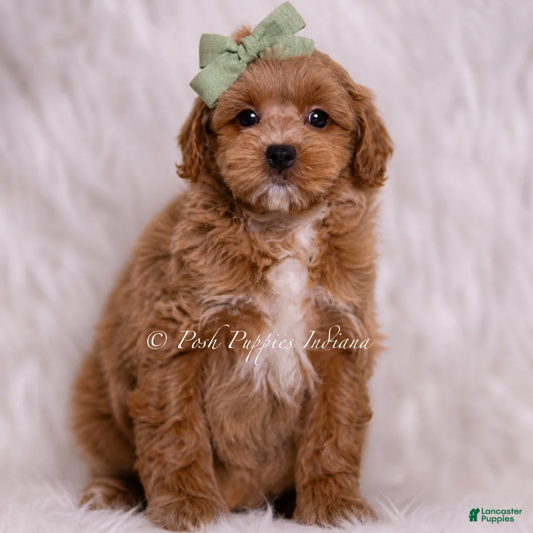 Maltipoo dogs for sale: Jude - Ad 4