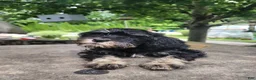 Miniature Schnauzer dogs for sale: GIGI - Ad 3