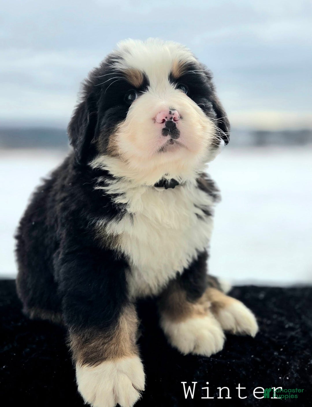 Bernese Mountain Dog dogs for sale: Winter - Ad 2