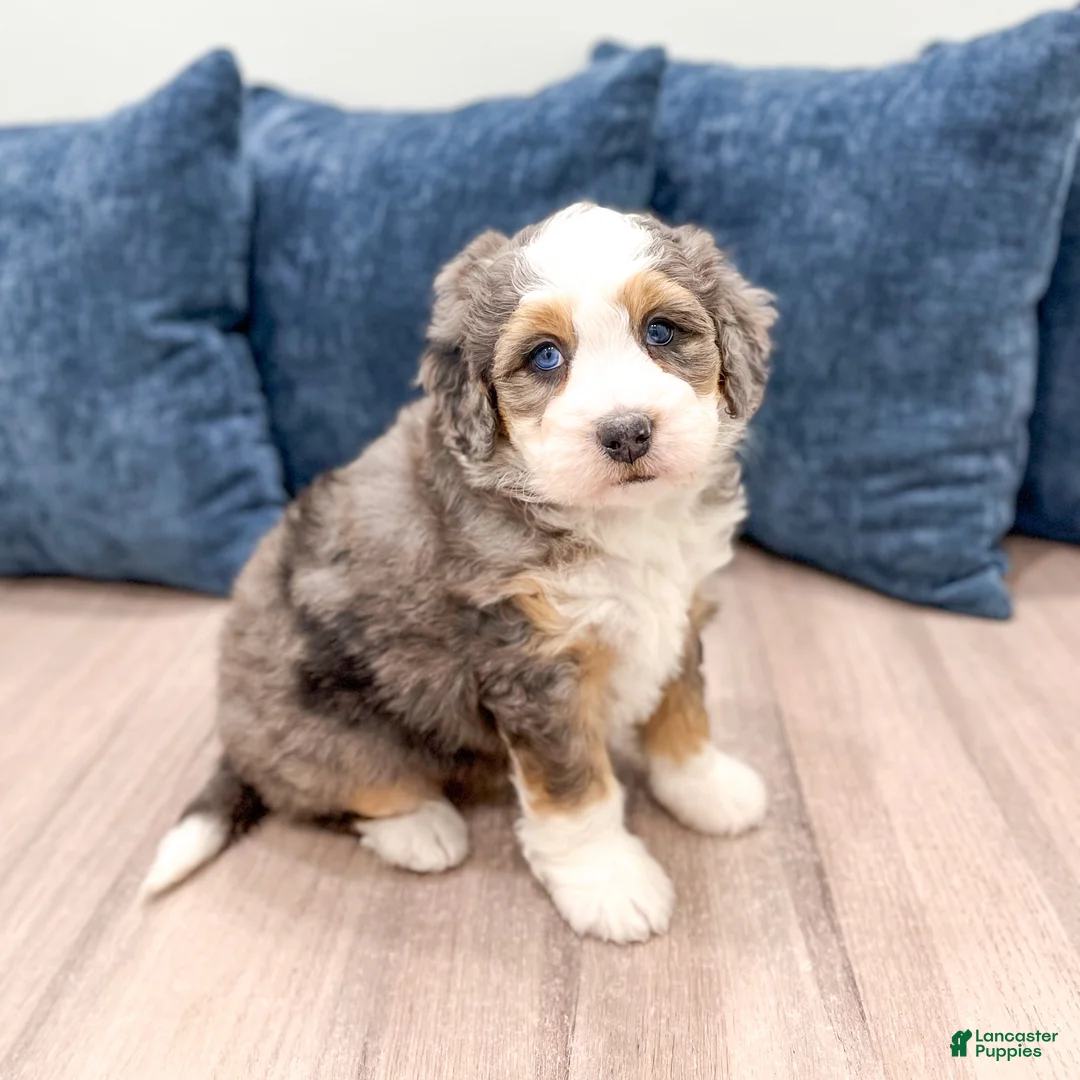 Mini Bernedoodle dogs for sale: Ruby - Ad 1