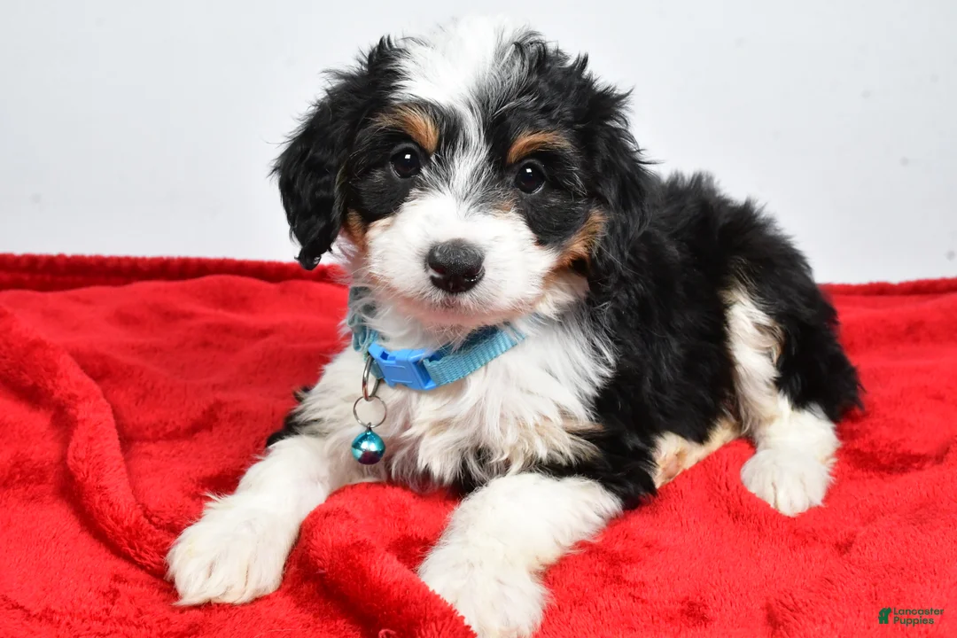 Mini Aussiedoodle dogs for sale: Gabby - Ad 2