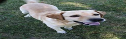 Labrador Retriever dogs for sale: Foxy - Ad 11