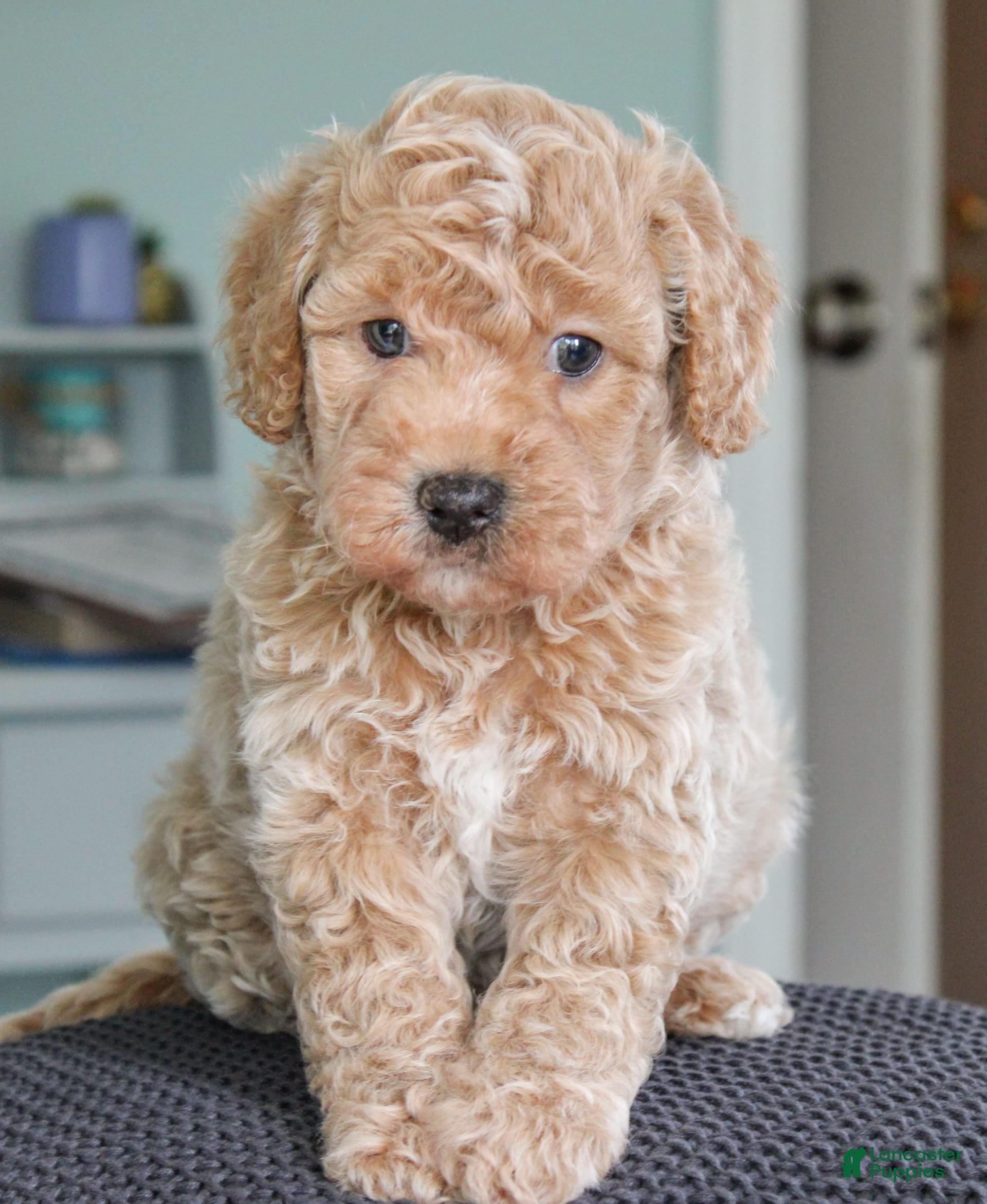 Cavapoo dogs Biscotti - Ad 32