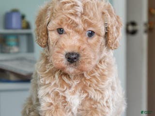 Cavapoo dogs Biscotti - Ad 38