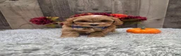 Pekapoo dogs for sale: Evan - Ad 4