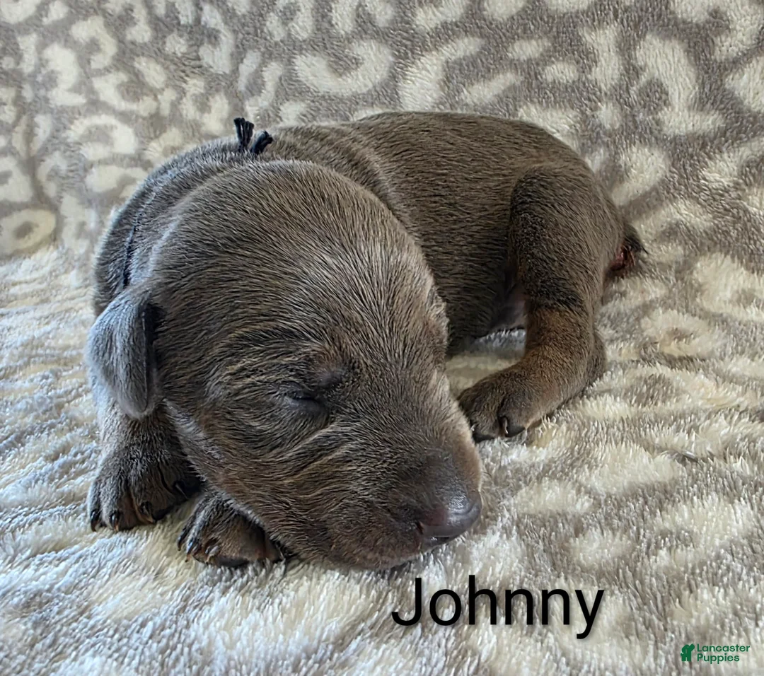 Doberman Pinscher dogs for sale: Doberman Pinscher Puppy 10 - Ad 1