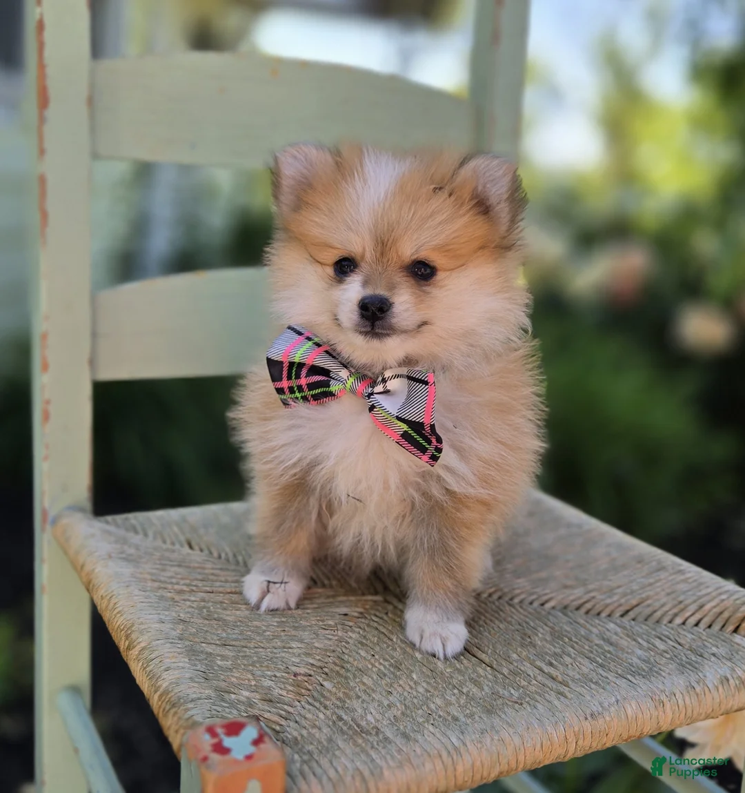 Pomeranian dogs for sale: Susie - Ad 6
