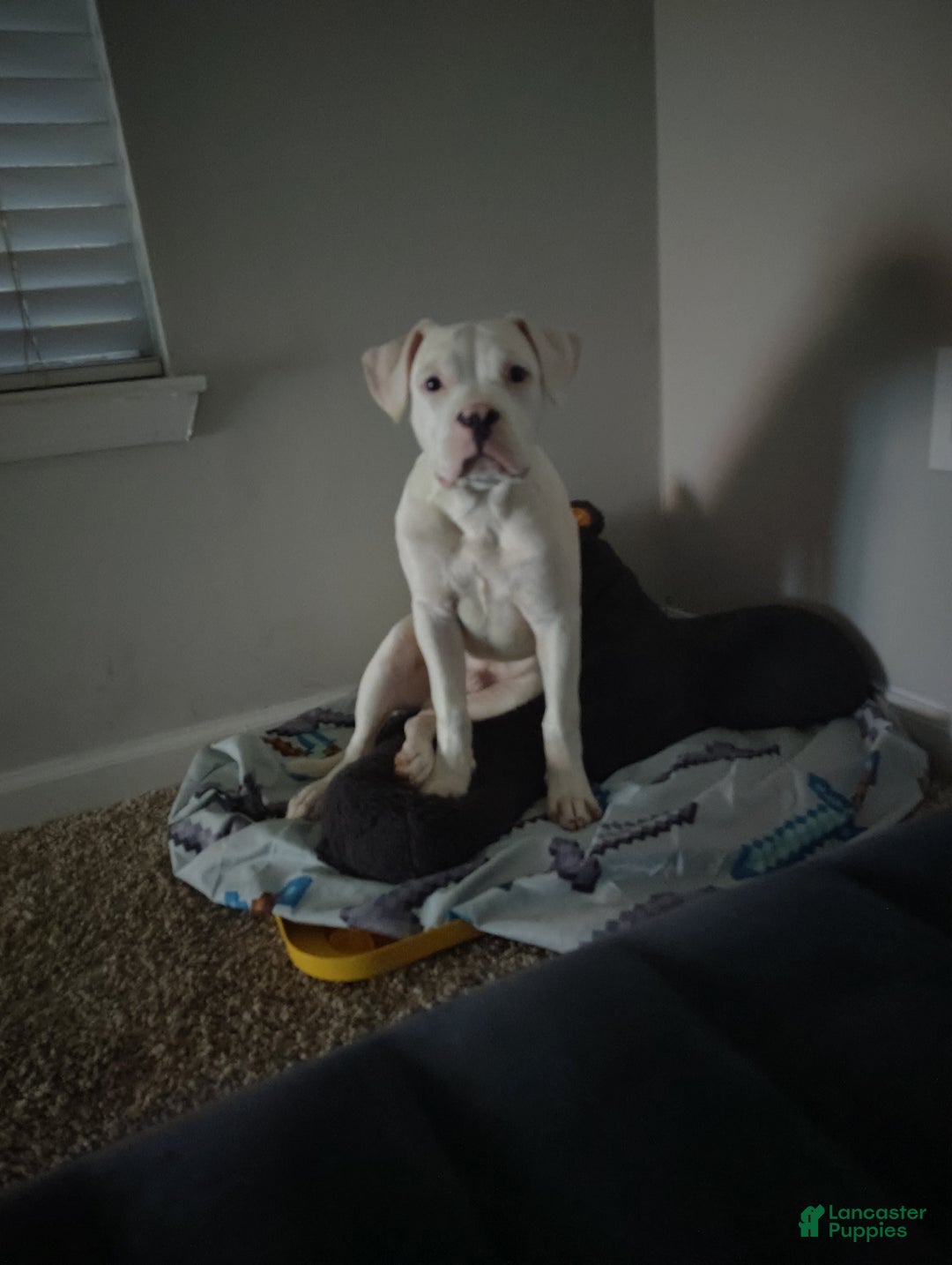 Mixed Breed dogs for sale: Mixed Breed Puppy 1 - Ad 1