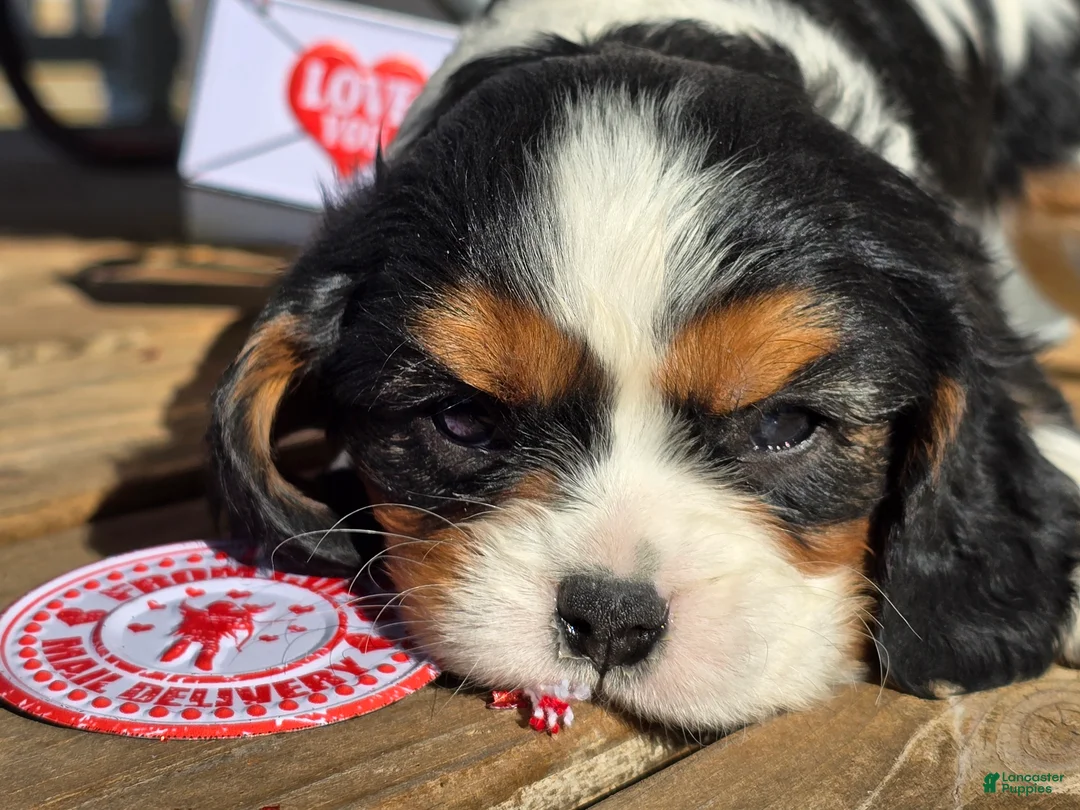 Cavalier King Charles Spaniel dogs for sale: Desiree - Ad 6