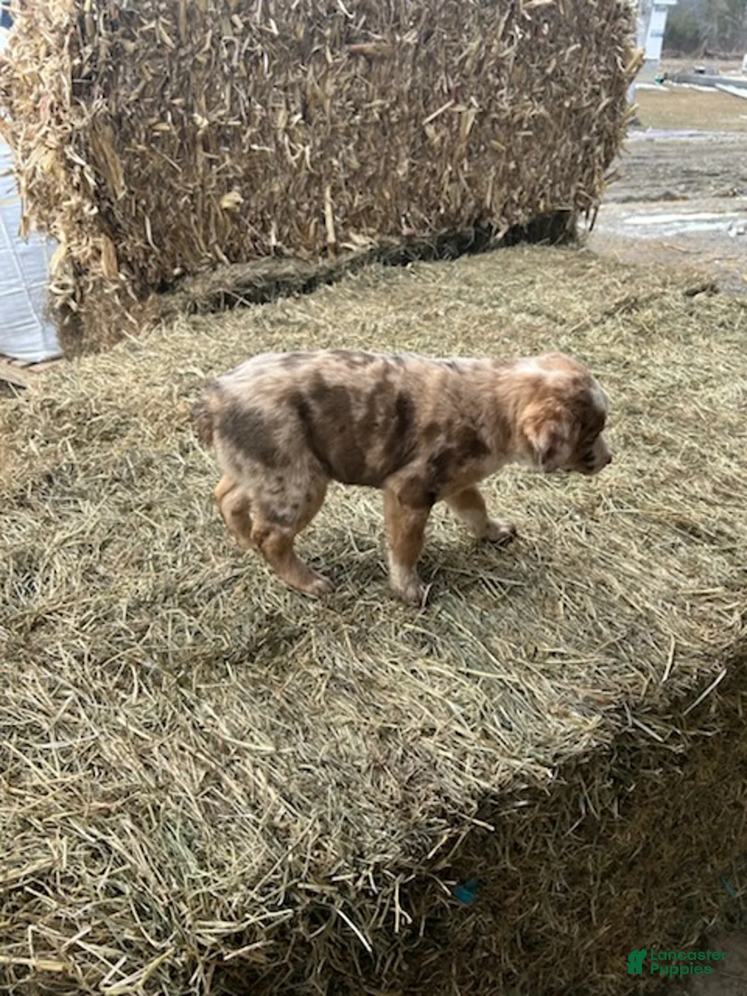 Australian Shepherd dogs for sale: Chief - Ad 1