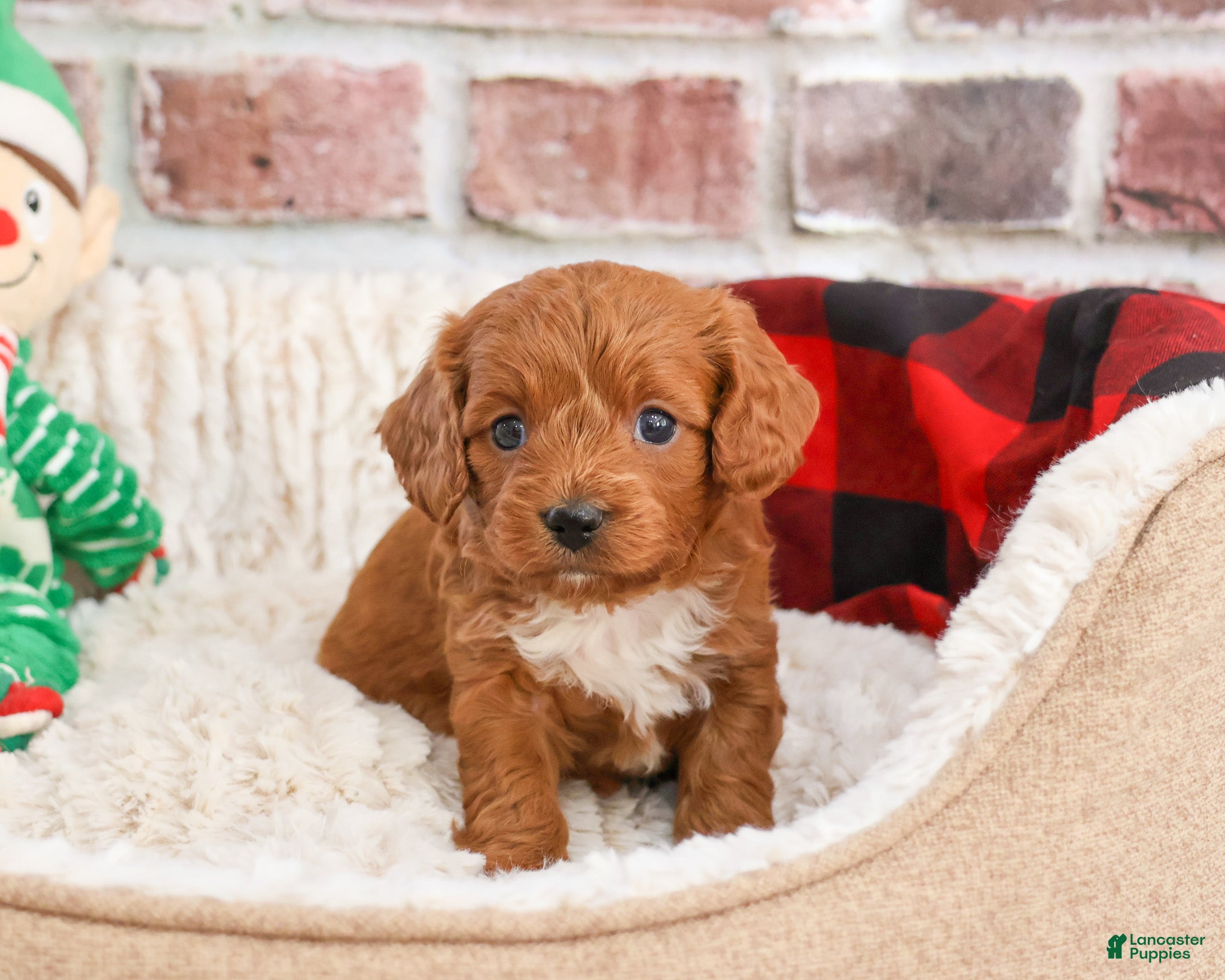 Cavapoo dogs Brewer - Ad 23