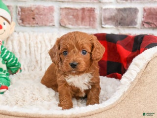 Cavapoo dogs Brewer - Ad 42