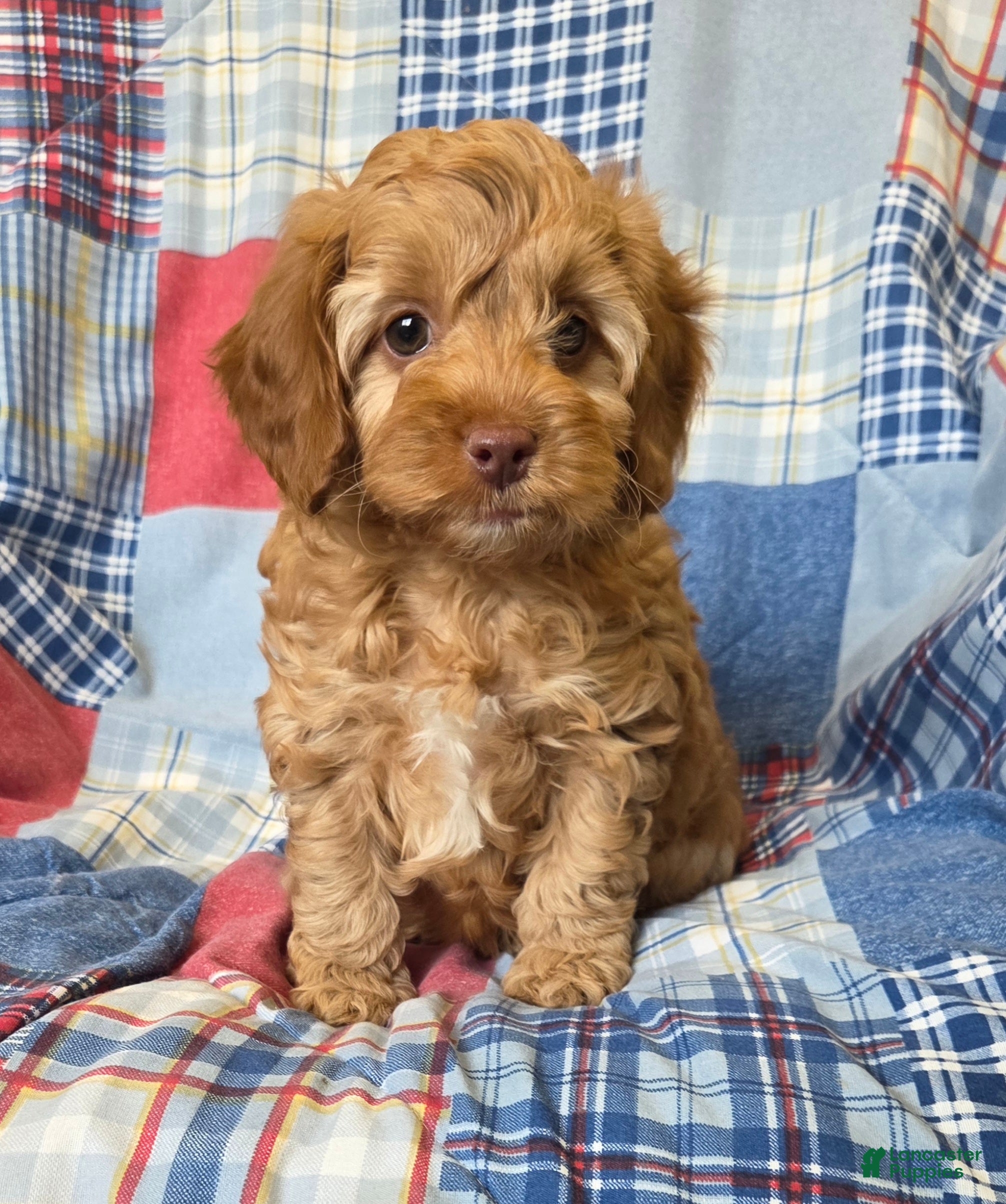 Cavapoo dogs Buddy - Ad 1