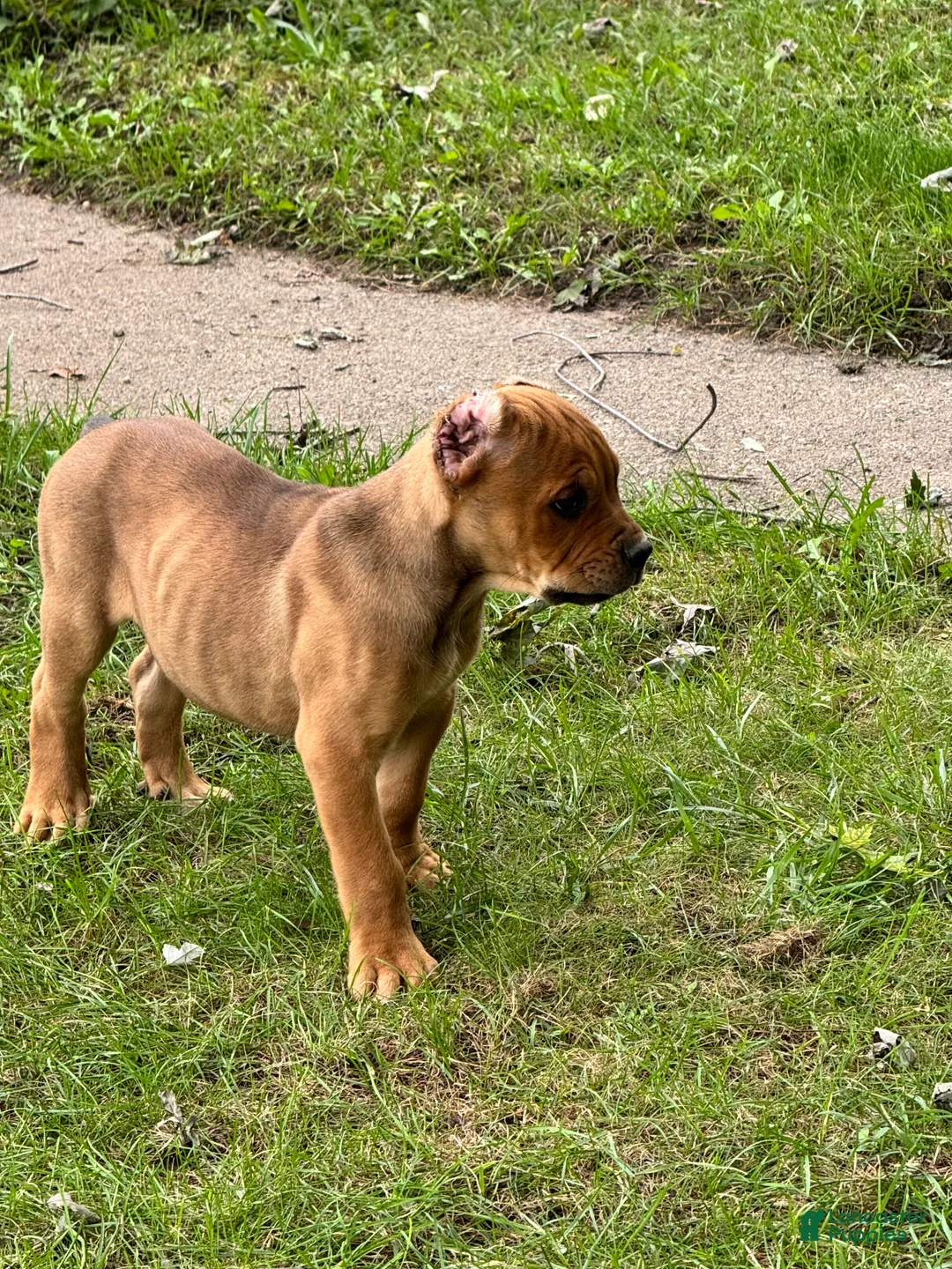 Cane Corso dogs for sale: Cane Corso 2 - Ad 2