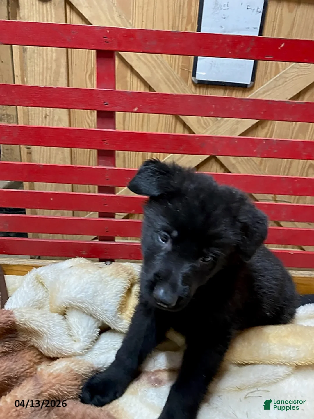 German Shepherd dogs for sale: Trooper - Ad 4