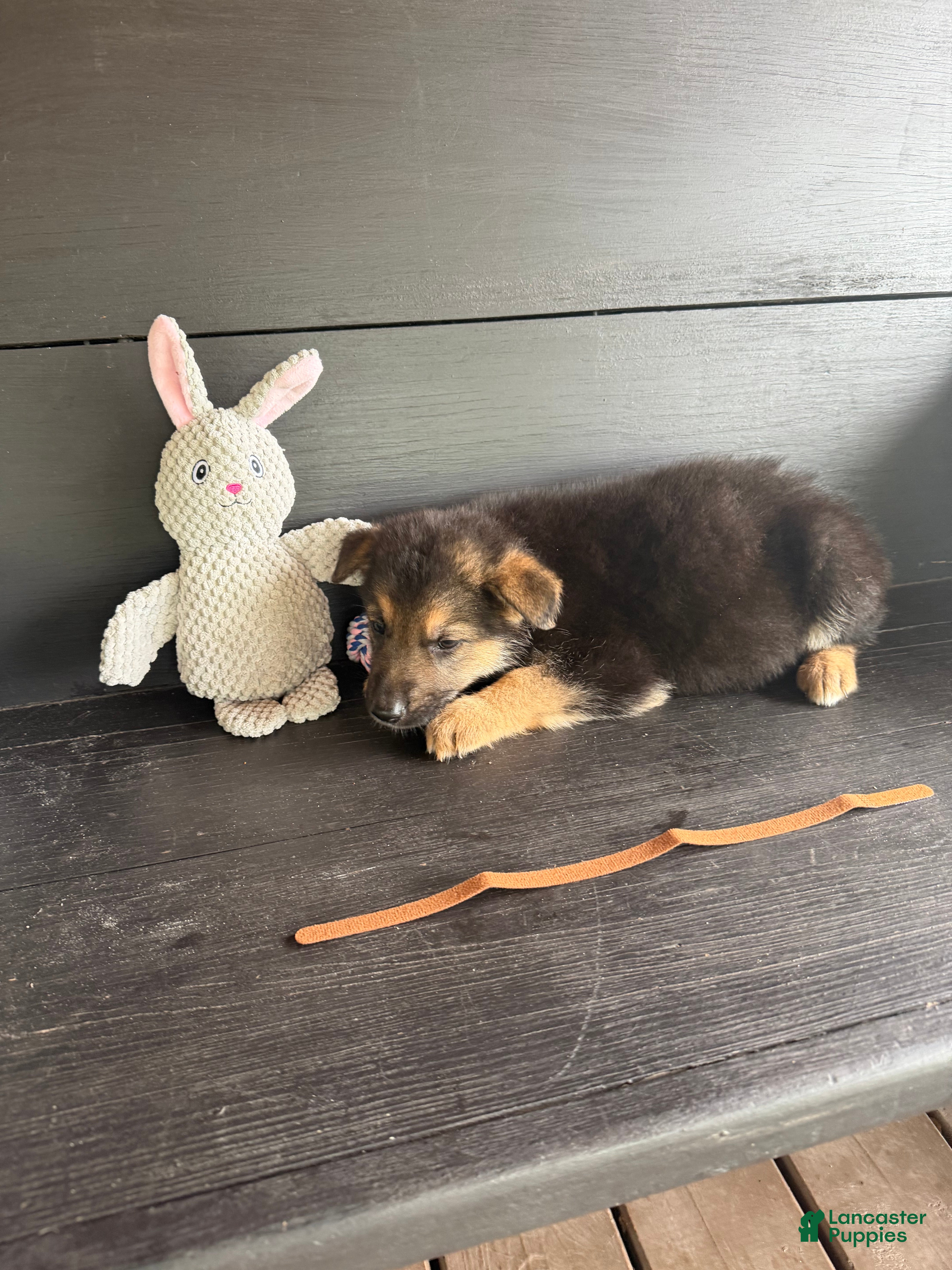 German Shepherd dogs Sparkplug - Ad 11