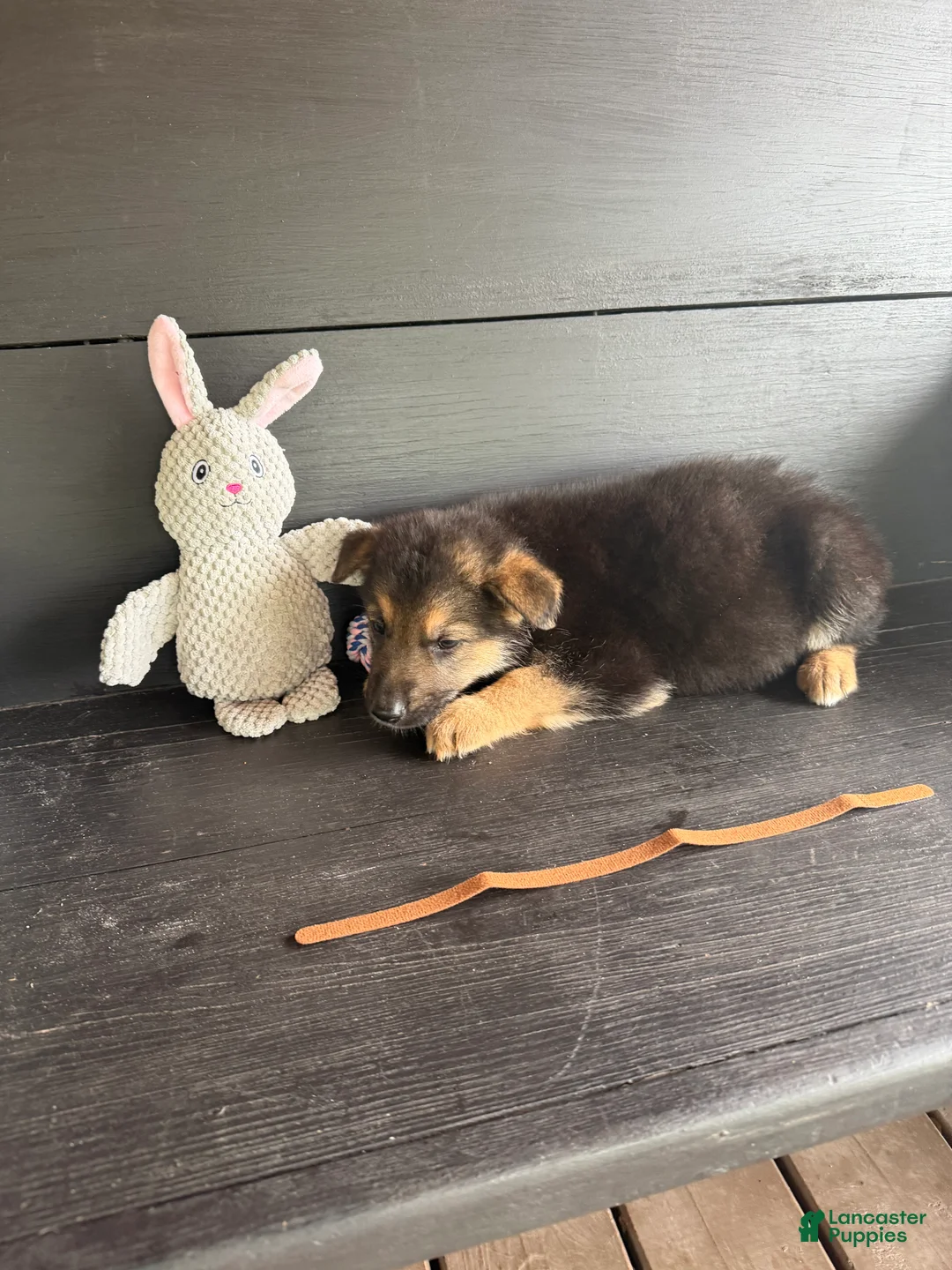 German Shepherd dogs for sale: Sparkplug - Ad 1